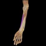 flexor pollicis longus tendon